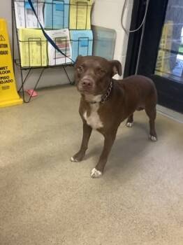 Rescue Pit Bull Terrier and Mixed Breed Dogs for Adoption in Fort Worth, Texas - Jetson | PetCurious
