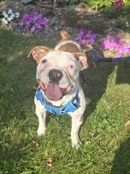 Freddie -  Bulldog and Mixed Breed Dog for Adoption in Chatsworth, Ontario - Freddie | PetCurious