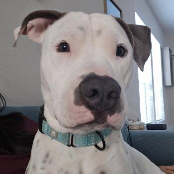 American Staffordshire Terrier and Mixed Breed Dogs Available for Adoption in Houston, Texas - Jorge | PetCurious