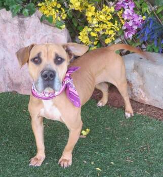 LOVEY -  Black Mouth Cur Dog for Adoption in Oklahoma City, Oklahoma - LOVEY | PetCurious