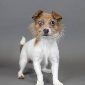 Orian -  Terrier Dog for Adoption in Portland, Oregon - Orian | PetCurious