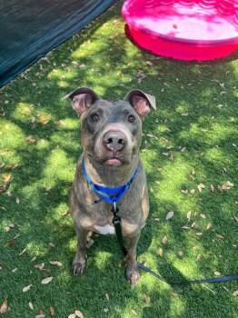 Cash -  Terrier and Mixed Breed Dog Available for Adoption in North Miami Beach, Florida - Cash | PetCurious