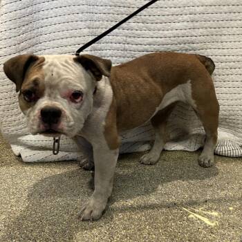 IVHS-Stray-142383 -  English Bulldog and Mixed Breed Dog for Adoption in San Gabriel, California - IVHS-Stray-142383 | PetCurious