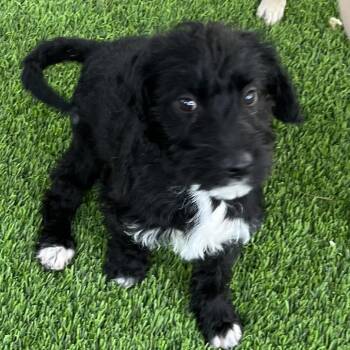 Black Labrador Retriever and Poodle Dogs Available for Adoption - Doodlebug | PetCurious