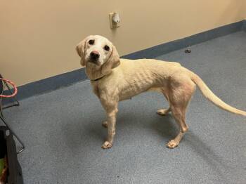Tinkerbell -  Hound Dog Available for Adoption in Suffolk, Virginia - Tinkerbell | PetCurious