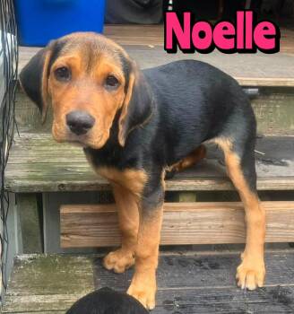 NOELLE -  Rottweiler Dog for Adoption in Holbrook, New York - NOELLE | PetCurious