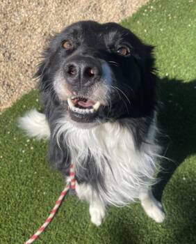 Pesto -  Border Collie Dog for Adoption in Golden, Colorado - Pesto | PetCurious