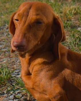 Rosie in TN -  Dachshund Dog for Adoption in Shelbyville, Tennessee - Rosie In TN | PetCurious