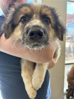 Australian Shepherd Dogs Available for Adoption - JUSTIN | PetCurious