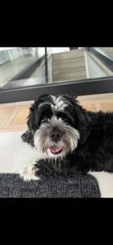 Nola - NEW -  Schnoodle Dog for Adoption in Niagara Falls, Ontario - Nola - NEW | PetCurious