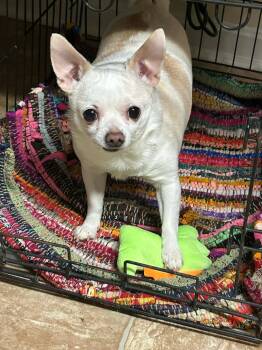Chihuahua Dogs Available for Adoption - Tiny | PetCurious