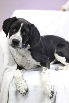 Cattle Dog Dogs Available for Adoption in Manchester, New Hampshire - Regina In NH! Come Meet Our Adoptable Dogs Wednesday-Saturday. M | PetCurious