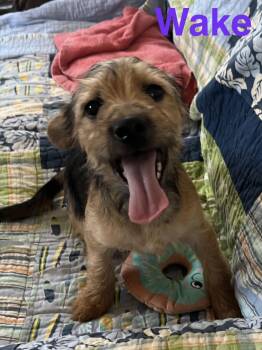 Yorkshire Terrier and Chihuahua Dogs Available for Adoption - Wake | PetCurious