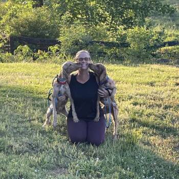 Poodle and Golden Retriever Dogs Available for Adoption in Cumming, Georgia - Stitch 22267 | PetCurious