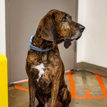Theo -  Mixed Breed Dog for Adoption in Houston, Texas - Theo | PetCurious