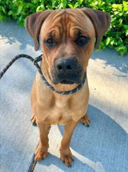 Boxer and Rhodesian Ridgeback Dogs Available for Adoption in Woodland, California - *MANNY | PetCurious