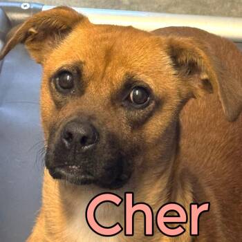 Cher (38 lbs) -  Black Mouth Cur Dog for Adoption in Mississauga, Ontario - Cher (38 Lbs) | PetCurious