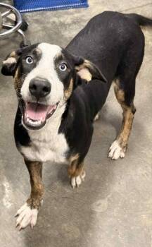 Rescue Catahoula Leopard Dog and Mixed Breed Dogs for Adoption in Denham Springs, Louisiana - Sugar | PetCurious