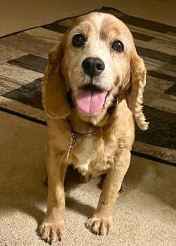 Rescue Cocker Spaniel Dogs for Adoption in Parker, Colorado - Sugar M 25043 | PetCurious