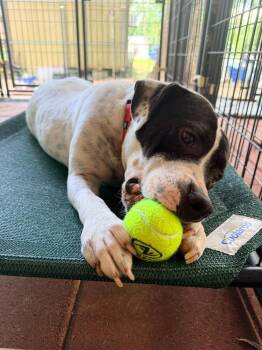 Jilly (LOCATED AT BTDR HQ) -  Pit Bull Terrier Dog for Adoption in Leverett, Massachusetts - Jilly (LOCATED AT BTDR HQ) | PetCurious