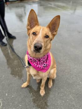 Dezi -  Shepherd and Australian Cattle Dog Blue Heeler Dog for Adoption in Olympia, Washington - Dezi | PetCurious