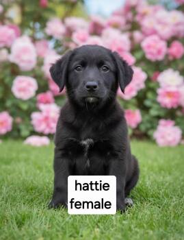 Hattie -  Australian Cattle Dog Blue Heeler Dog for Adoption in Manchester, Connecticut - Hattie | PetCurious