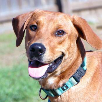 Beverly -  Labrador Retriever and Hound Dog for Adoption in Kansas City, Missouri - Beverly | PetCurious