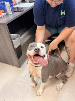 Brock Lee -  American Bulldog Dog for Adoption in Mobile, Alabama - Brock Lee | PetCurious