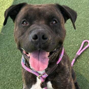 Rescue Boxer and Mastiff Dogs for Adoption in Cleveland, Ohio - Monroe | PetCurious