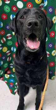 Mixed Breed Dogs Available for Adoption - Sirius | PetCurious