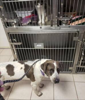 Buckey -  German Shorthaired Pointer and Pointer Dog for Adoption in Thompson Falls, Montana - Buckey | PetCurious