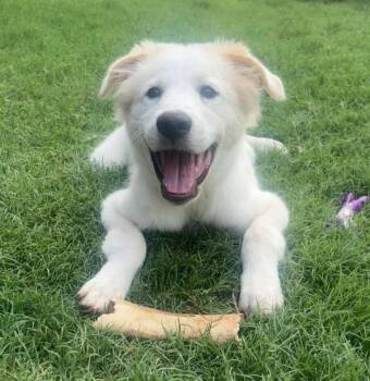 Duke -  Great Pyrenees Dog for Adoption in Kiowa, Oklahoma - Duke | PetCurious