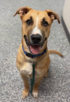 Dino -  Mixed Breed Dog for Adoption in Bemidji, Minnesota - Dino | PetCurious