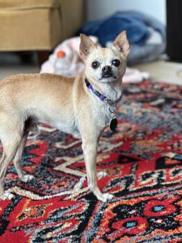 Max -  Chihuahua Dog for Adoption - Max | PetCurious