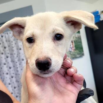 Montana -  Yellow Labrador Retriever and Shepherd Dog for Adoption in Belfair, Washington - Montana | PetCurious