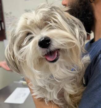 Shih Tzu and Mixed Breed Dogs Available for Adoption in Fall River, Massachusetts - Yoshi | PetCurious