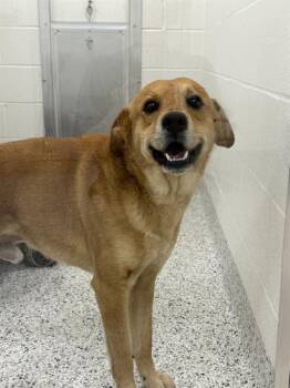 REX -  Labrador Retriever and Cocker Spaniel Dog for Adoption in Canfield, Ohio - REX | PetCurious