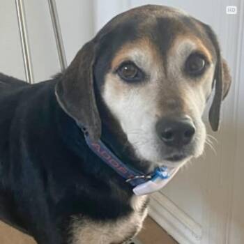 2151 Spencer -  Beagle Dog for Adoption in Springfield, Missouri - 2151 Spencer | PetCurious