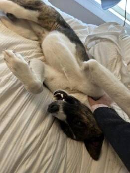 George -  Border Collie Dog for Adoption in Toronto, Ontario - George | PetCurious
