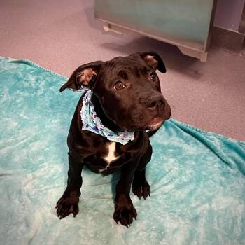 Rescue Mixed Breed Dogs for Adoption in Canal Winchester, Ohio - Poprock | PetCurious