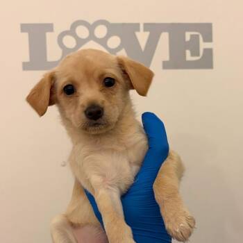 Labrador Retriever Dogs Available for Adoption in Edinburg, Texas - Sarah | PetCurious