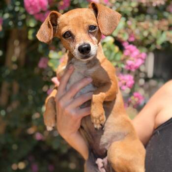 Squirt -  Chihuahua Dog for Adoption in Fort Smith, Arkansas - Squirt | PetCurious