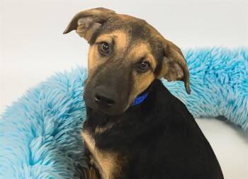 JARIN -  German Shepherd Dog and Mixed Breed Dog for Adoption in Fort Lauderdale, Florida - JARIN | PetCurious
