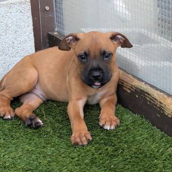 Cronus 2809 -  Pit Bull Terrier and Terrier Dog for Adoption in Loxahatchee Groves, Florida - Cronus 2809 | PetCurious