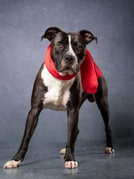 Jollof Rice -  Mixed Breed Dog for Adoption in Atlanta, Georgia - Jollof Rice | PetCurious