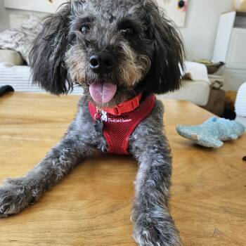 Remarkable Riley -  Schnoodle Dog for Adoption in Carlsbad, California - Remarkable Riley | PetCurious