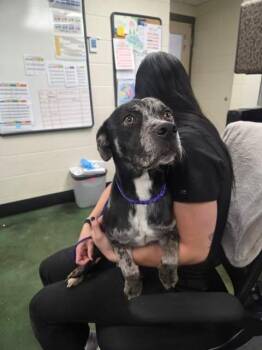 Magnolia -  Pit Bull Terrier and Catahoula Leopard Dog Dog for Adoption in Fruit Heights, Utah - Magnolia | PetCurious