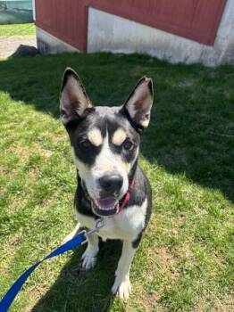 Patrick -  Siberian Husky Dog Available for Adoption in Stratham, New Hampshire - Patrick | PetCurious