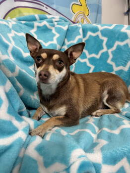 Rescue Chihuahua Dogs for Adoption in Seattle, Washington - Cate | PetCurious