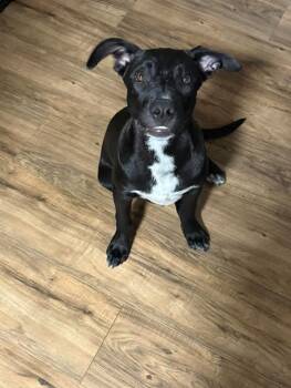 Rescue Belgian Shepherd Malinois and American Staffordshire Terrier Dogs for Adoption in Arvada, Colorado - Astrid | PetCurious